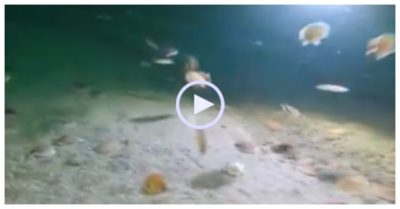 Video: Bất ngờ khi phát hiện ra đây là cách bơi của con sò