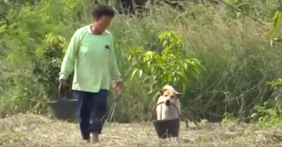 Chú chó thông minh ngày ngày giúp bà xách nước, lấy củi khiến cư dân mạng “chao đảo”