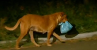 Chú chó ròng rã một mình đi 6km mỗi đêm trong suốt 3 năm để xin thức ăn mang về cho gia đình