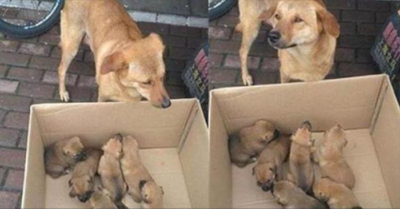 Chó mẹ khẩn cầu cô chủ chuộc lại đàn chó con đã bị bán ở chợ