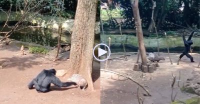 Video: Tinh tinh chạy trối chết vì trêu ghẹo nhím