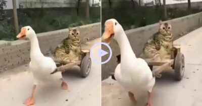 Video: Vịt hớn hở chở mèo đi chơi trên con xe hai bánh