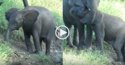 Video: Voi mẹ dùng vòi cẩn thận giúp voi con để khỏi bị trượt ngã