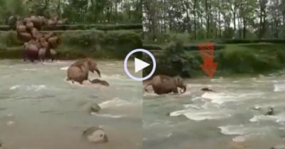 Video: Voi mẹ liều chết lao đến cứu voi con khi bị nước cuốn trôi