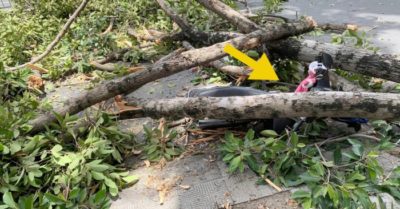 Sau tiếng ‘răng rắc’, nhánh cây to rơi xuống đè trúng 3 người đi xe máy