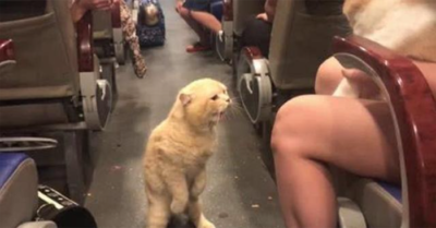 Mèo xù lông tuyên bố chủ quyền khi nhìn thấy chủ ôm mèo nhà người ta