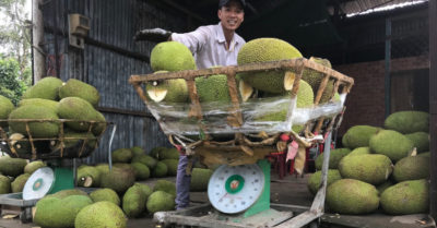 Xuất khẩu rau quả sang Trung Quốc vẫn khó khăn