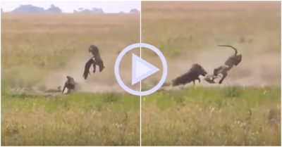 Clip: Lợn bướu mẹ húc văng sư tử để giải cứu con