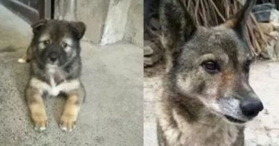 Chó cưng mừng rỡ cong đuôi chạy đến đón chủ dù đã xa cách 12 năm