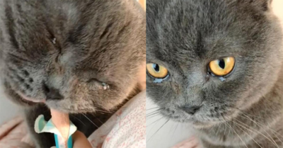 Chú mèo bật khóc khi gặp lại chủ nhân sau 73 ngày phải ở trong căn nhà kín một mình