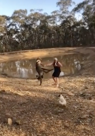 kangaroo và người đàn ông 1