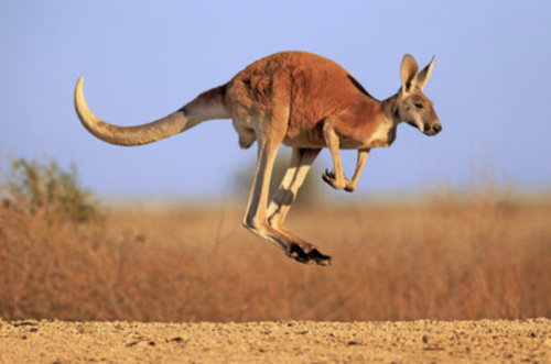 con kangaroo