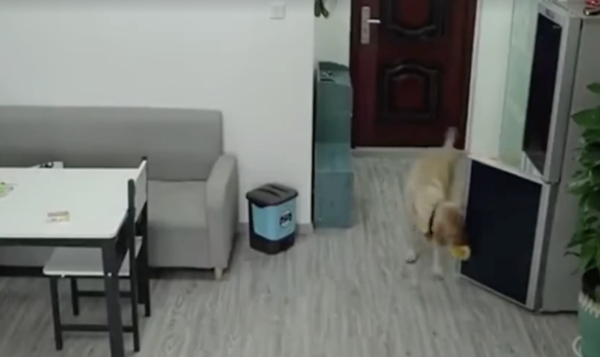 chú chó lấy thức ăn 1