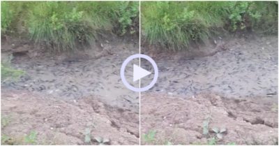 Video: Đã mắt với cảnh đàn cá mắc cạn khi nước rút