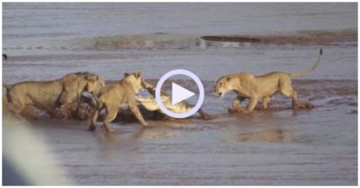 Video: Một mình đối đầu 3 sư tử, cá sấu khiến đối thủ “bẽ mặt”