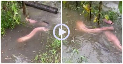 Video: Đôi cá trê vàng rủ nhau lên bờ sau mưa lớn