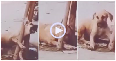 Video: Mắc kẹt giữa gốc cây, chú chó tự giãy giụa chui ra