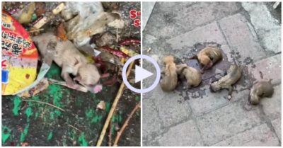 Video: Đàn cún con mới sinh bị bỏ trong túi rác
