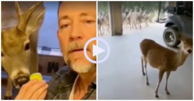 Video: Gia chủ ngỡ ngàng vì cả đàn nai đến xin ăn