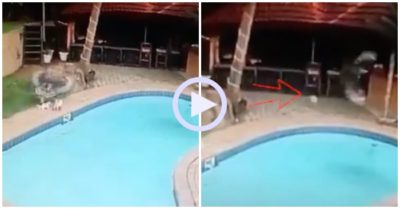 Video: Đại bàng sà xuống sân quắp hụt chó nhà