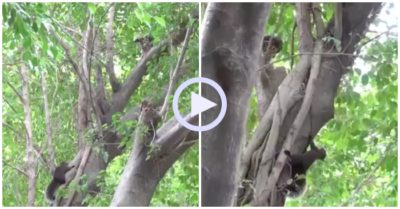 Video: Diều hâu bị sóc làm bẽ mặt trong cuộc “trốn tìm”