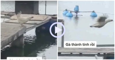 Video: Gà bay như chim khiến nhiều người ngỡ ngàng