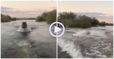 Video: Khoảnh khắc hà mã nổi điên rượt đuổi thuyền chở du khách