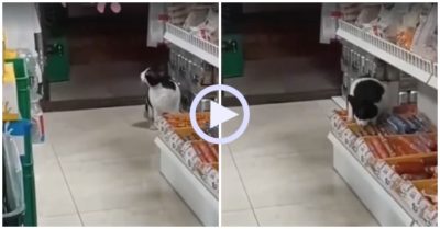 Video: Mèo nhìn trước ngó sau rồi vào cửa hàng ăn trộm xúc xích