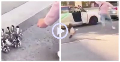 Video: Giúp đàn vịt con, chàng trai bị vịt mẹ đuổi khắp phố