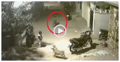 Video: Bị đàn chó hoang lao ra tấn công, cậu bé có màn xử trí thông minh