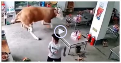 Video: Con bò to lớn lao vào quán ăn khiến khách chạy tán loạn