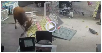 Video: Bị đưa đến lò mổ, bò tót trốn thoát khỏi xe tải rồi lao vào quán ăn húc tung mọi thứ