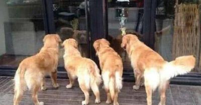 Thấy 4 chú chó Golden túm tụm trước cửa hàng, chủ chạy tới thấy cảnh dở khóc dở cười