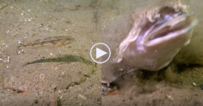 Video: Ẩn mình vào cát, cá mập thiên thần phục kích con mồi hoàn hảo