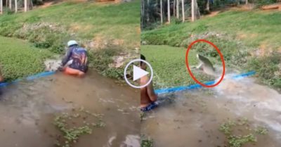 Video: Người đàn ông lội ao vớt bèo bị cá ‘khủng’ ngoi lên húc vào bụng