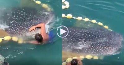 Video: Ngư dân nhảy xuống biển giải cứu cá mập voi ‘khổng lồ’ mắc lưới quây