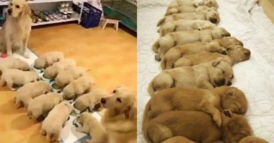 Mua cặp đôi chó Golden về nuôi, một thời gian sau người chủ tá hỏa trước tình cảnh dở khóc dở cười