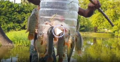 Video: Câu cá rô bằng thịt gà sống