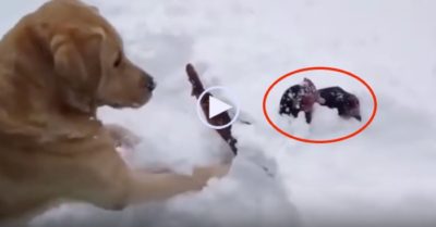 Video: Chó đào tuyết cứu hai con gà bị chôn vùi