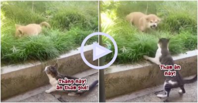 Clip: Chó sang chấn tâm lý vì bị mèo tát sái quai hàm