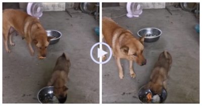 Video: Chó mẹ bỏ đùi gà vào bát nhường cho con ăn