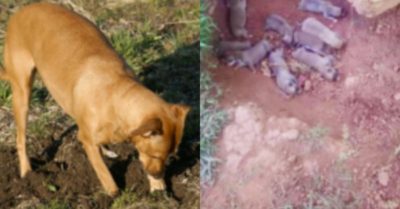 Bị chủ nhân ngược đãi, chó mẹ lặng lẽ đào hố làm nhà cho 9 đứa con mới sinh