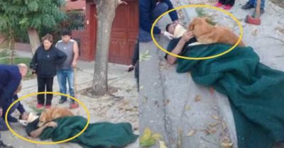 Chủ nhân bị ngã bất tỉnh, chú chó trung thành ở bên quyết không rời nửa bước