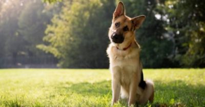 Tại sao chó nghiêng đầu và khi đó chúng đang nghĩ gì?