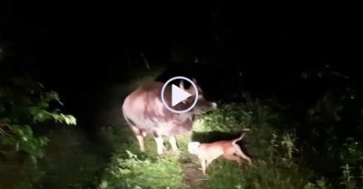 Video: Chú chó tấn công bò tót to lớn để bảo vệ chủ
