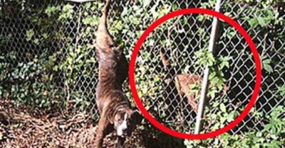 Chú chó sủa suốt 2 ngày để nhờ người cứu ‘bạn gái’ gặp nạn