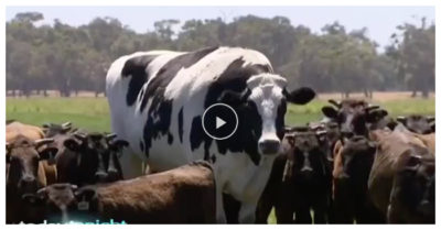 Video: Chú bò may mắn thoát chết nhờ thân hình quá khổ