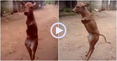 Video: Chú bò cụt 2 chân cố gắng phi thường để đi lại