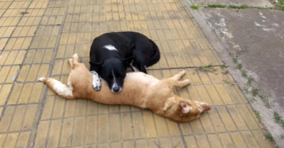 Chú chó ngồi trông xác bạn bị xe cán suốt đêm mà không rời đi