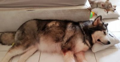 Chú chó Alaska cào cửa báo tin, cứu sống gia đình chủ nhân trong vụ cháy chung cư ở Sài Gòn